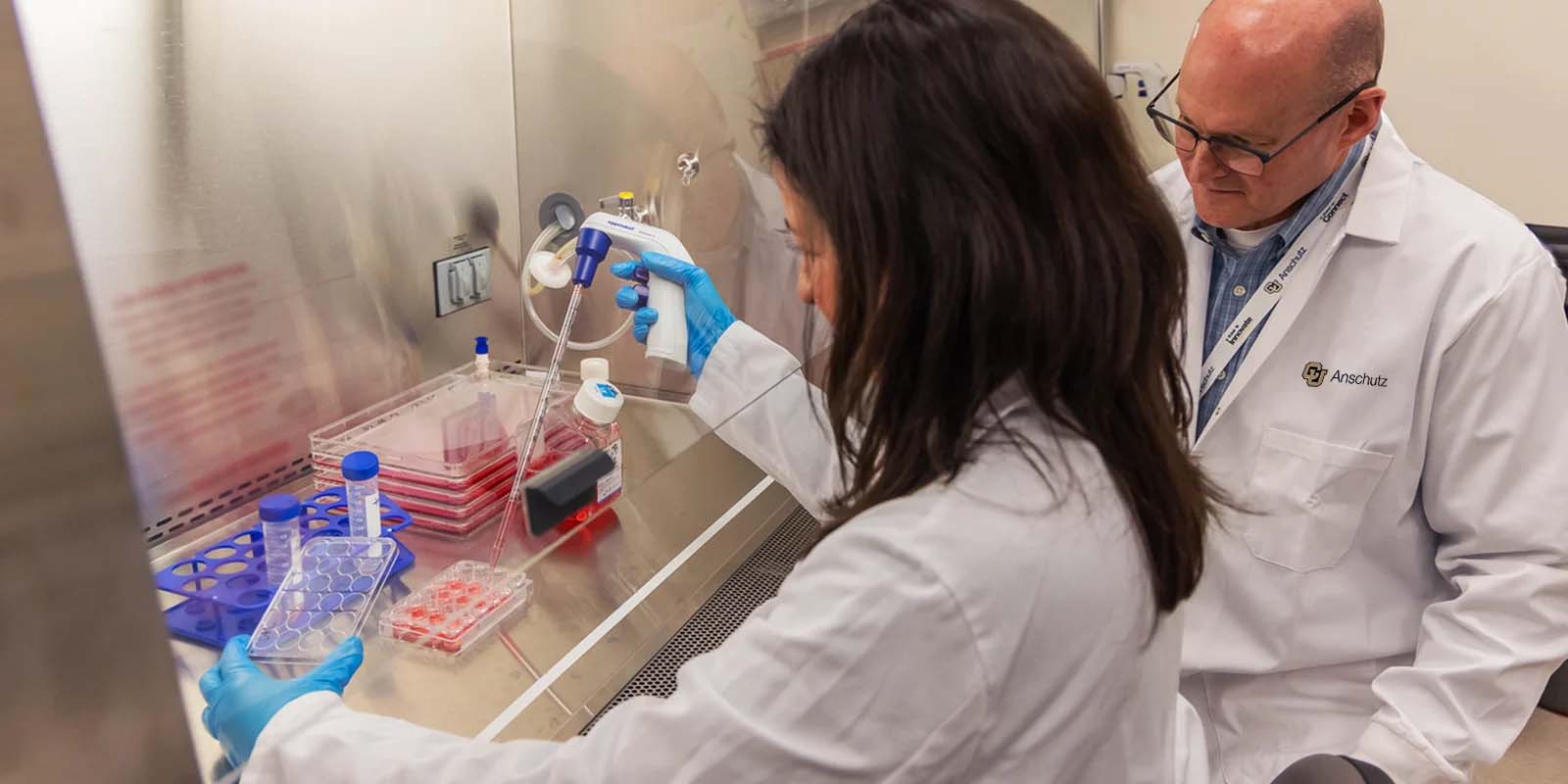 CU-Led Project Targets Osteoarthritis Reversal, Human Trials by 2028