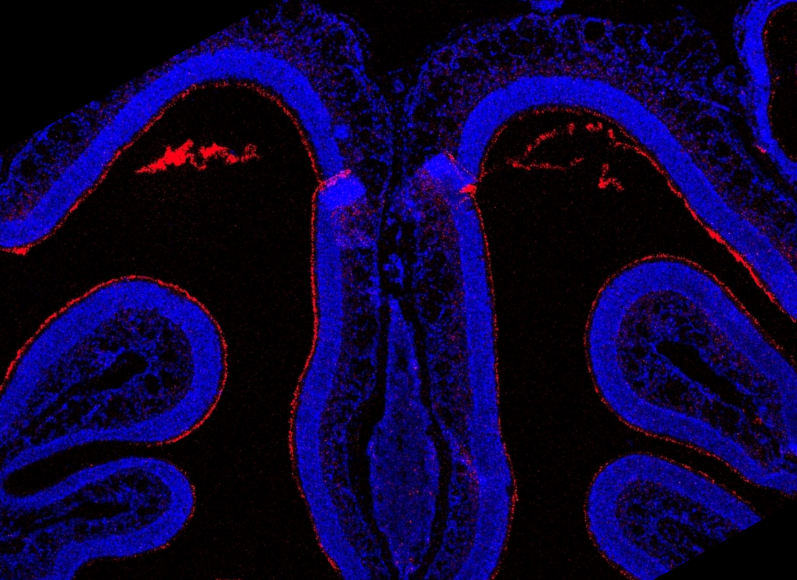 High resolution image of olfactory epithelium