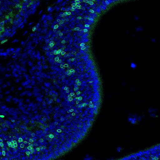 Cells in olfactory epithelium