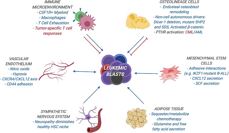 Mapping and targeting of the leukemic microenvironment
