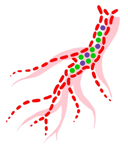 Project1 Cells Vessel