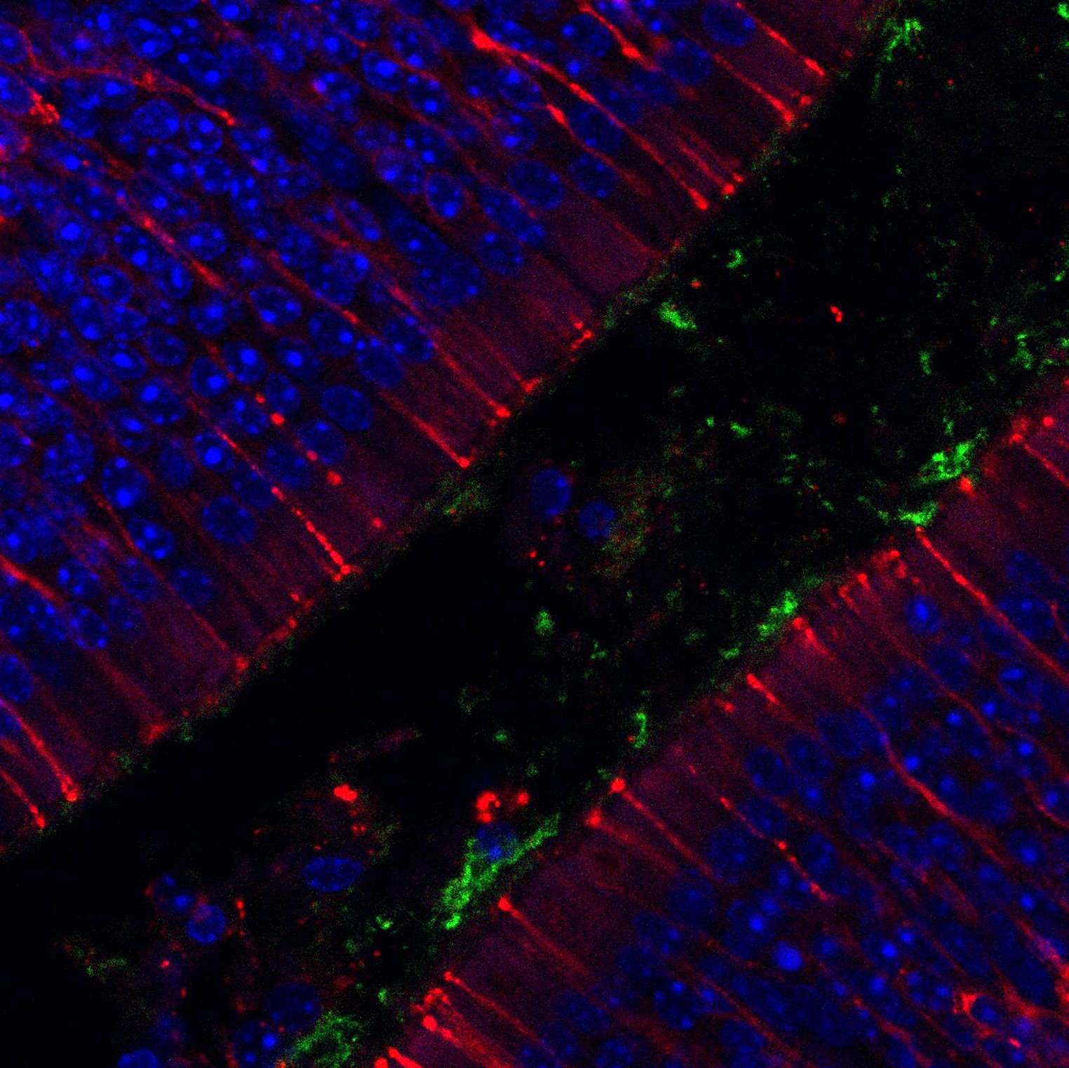 High resolution image of olfactory epithelium