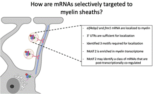 Yegert photo mRNA