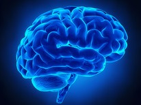 Brain