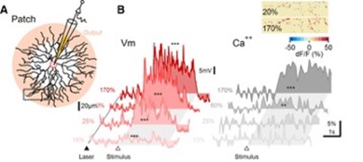 Membrane potential and dendritic calcium recording from SAC reveal different contrast dependence