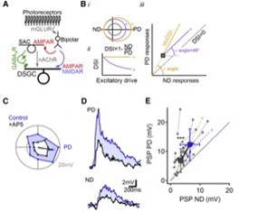 NMDARs Perform Multiplicative Scaling of Synaptic Inputs in DSGCs