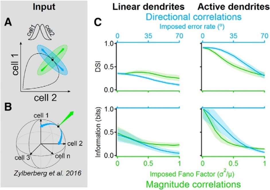 Signal-space noise correlations enhance the information capacity of active dendrites