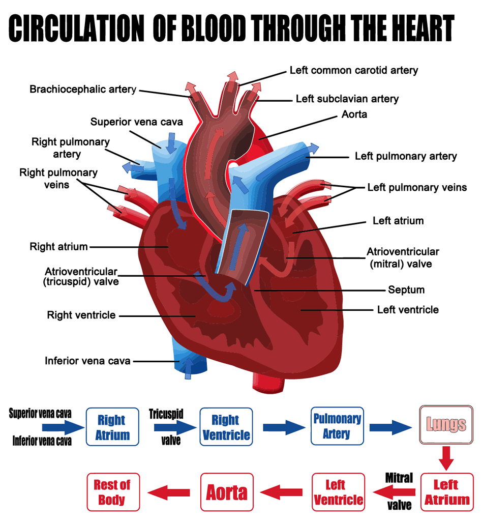 Heart Valve Disorders