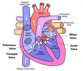 breathe ideology drive Heart Valve Repair/Replacement