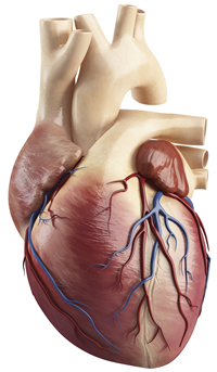 Heart With Coronary Arteries