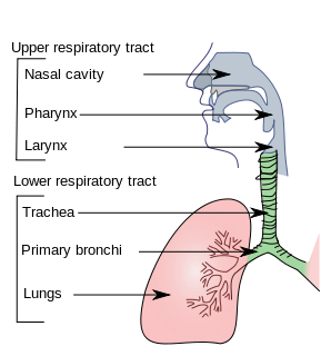 Trachea Diagram