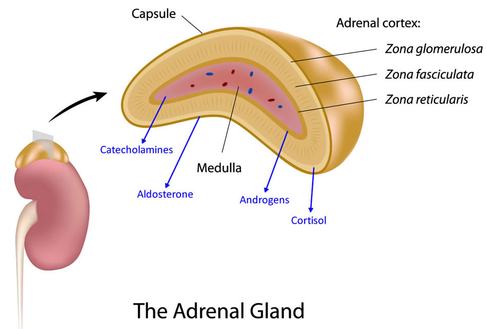 hormones produced by the adrenal gland
