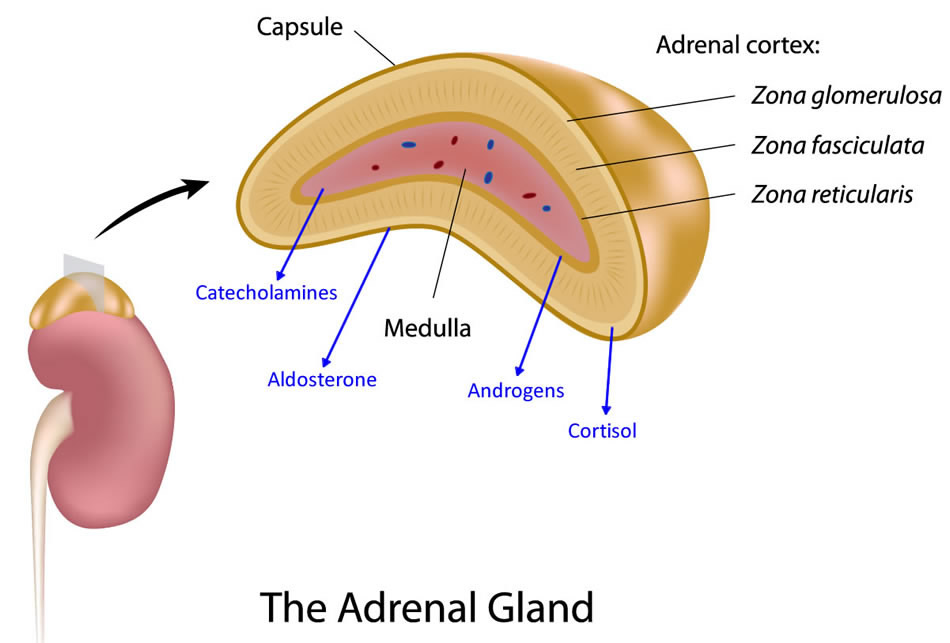 Adrenal Glands Diagram Adrenal Glands Diagram
