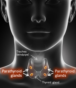 Parathyroid glands (diagram)