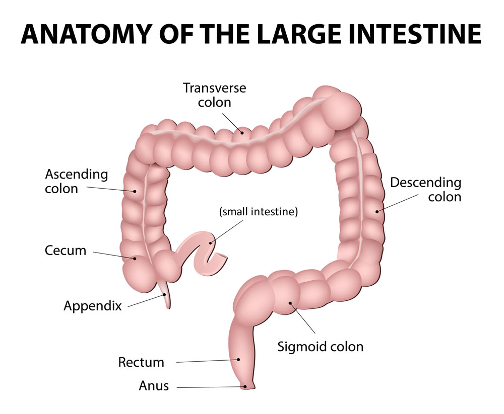 Appendectomy   Appendix And Surrounding Anatomy Enlarged 