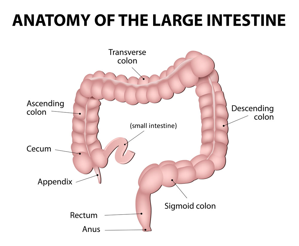 Appendix and Surrounding Anatomy Enlarged