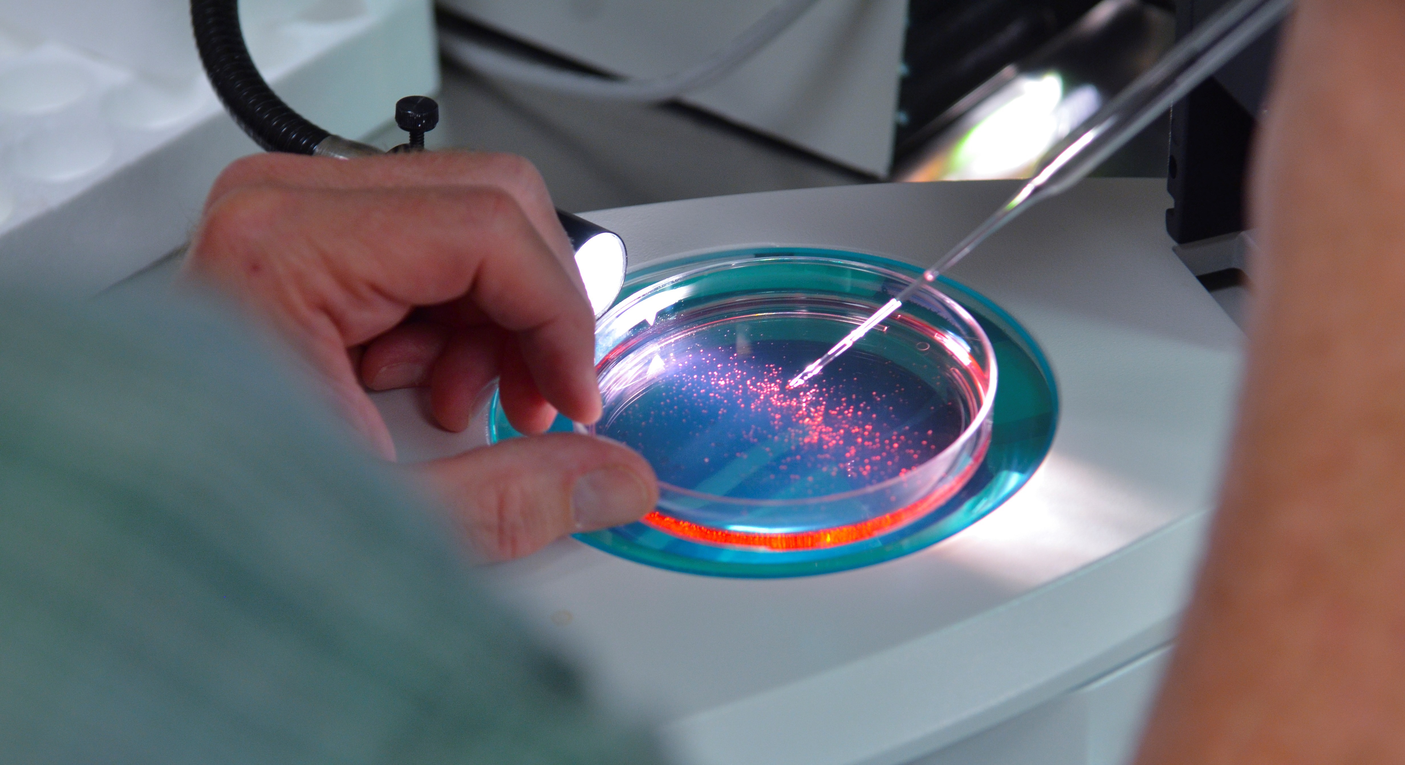 Petri dish under microscope