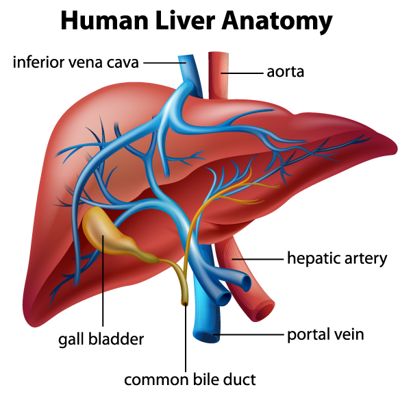 Human liver anatomy (diagram)