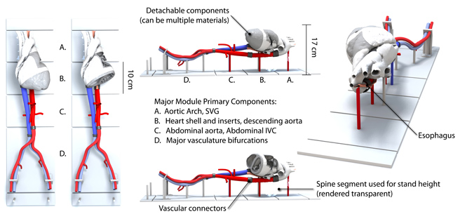Structural_Heart - 3