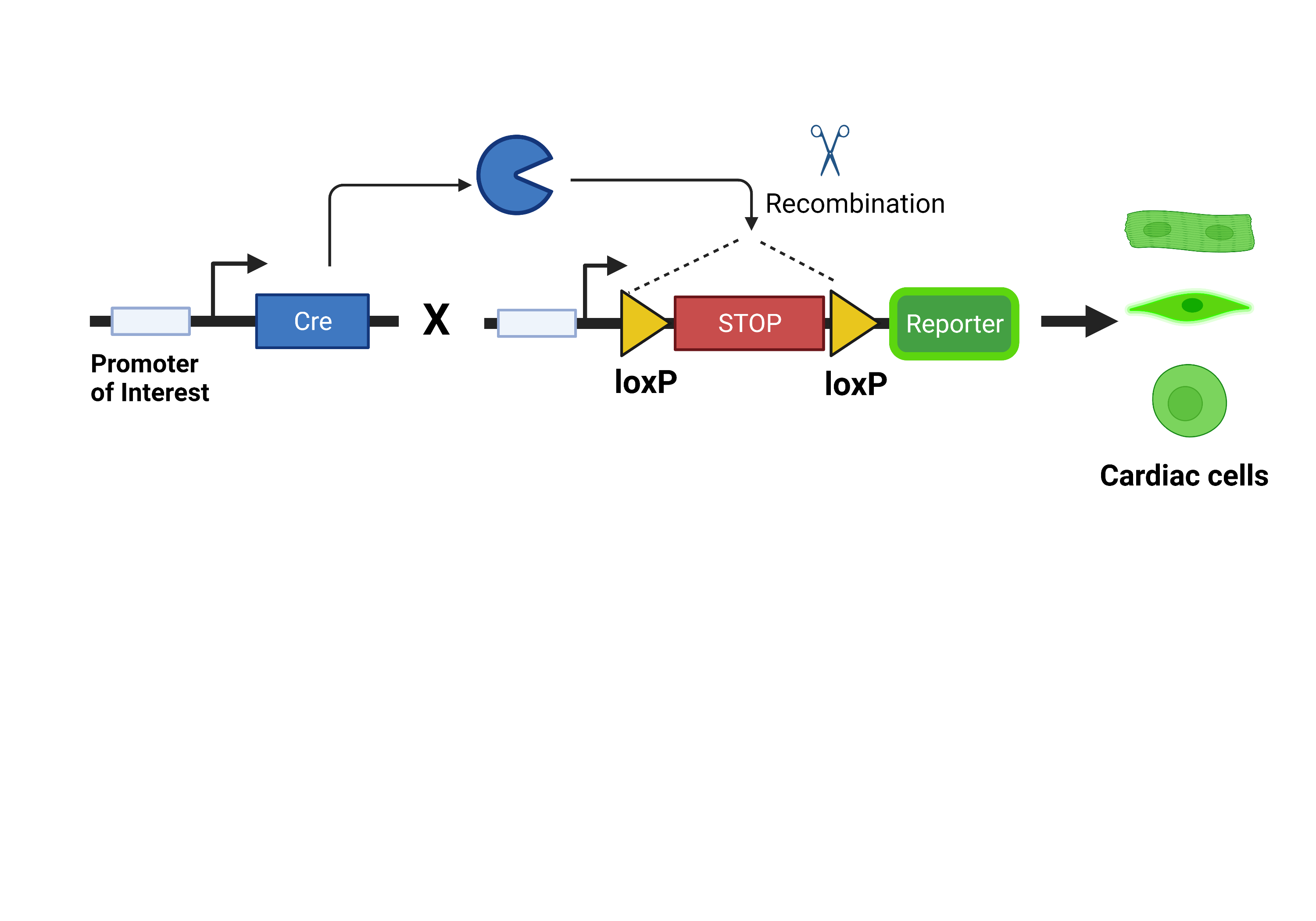 Disease-Oriented Research Approach