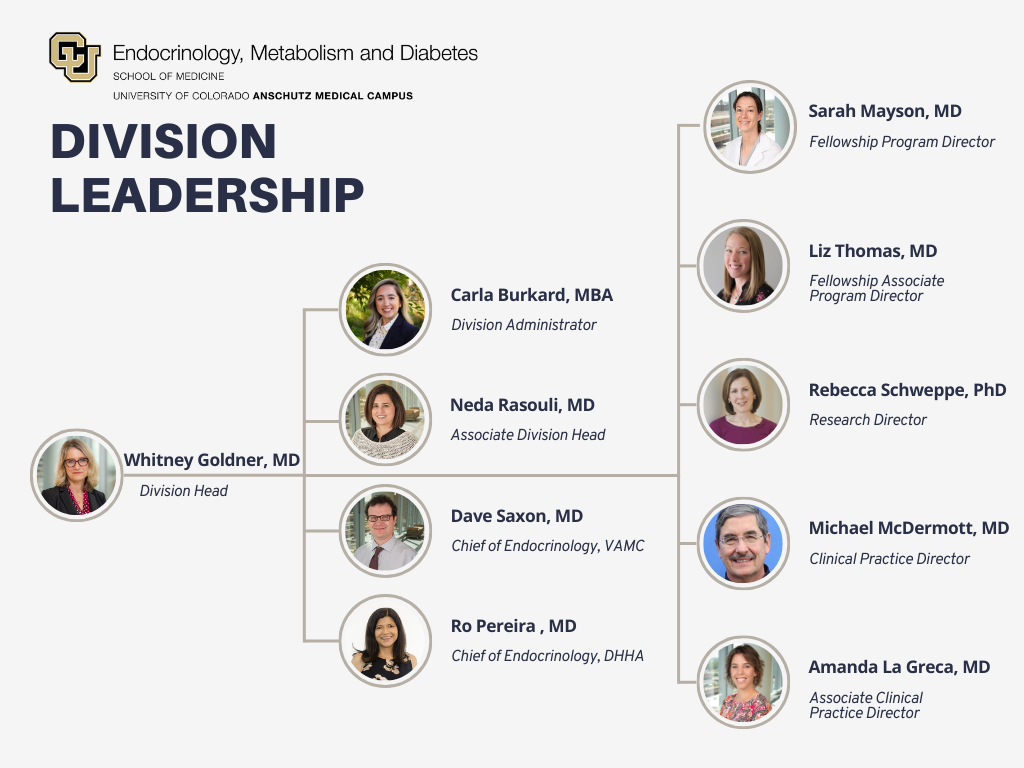 CU endocrinology organizational structure graph image