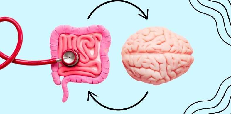 Brain Gut Connection- Brain and Colon