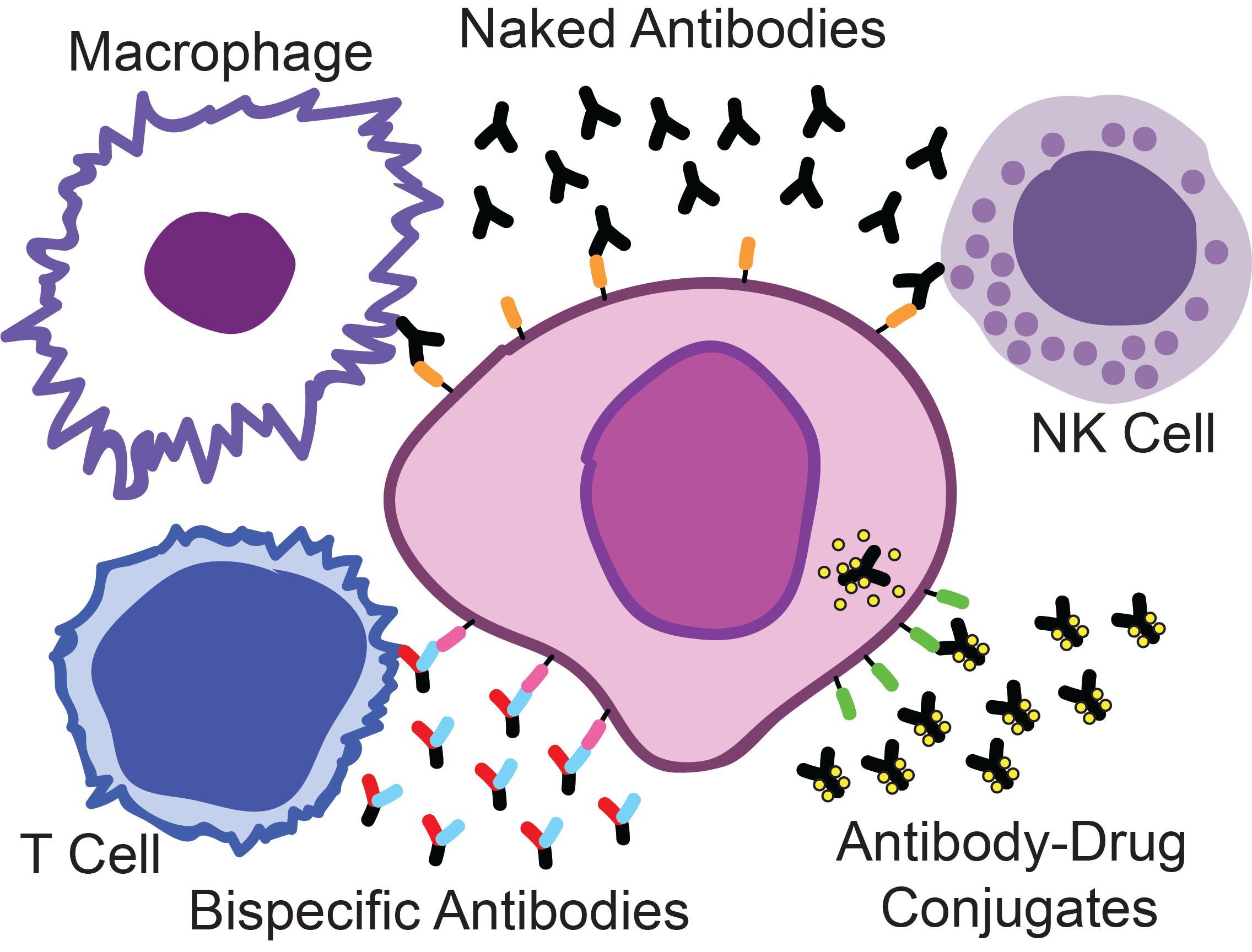 Sherb Antibodies Figure