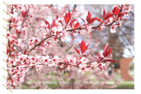 Pink flowers on a tree