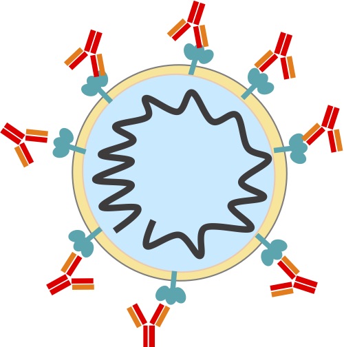 A diagram of a viral particle with antibodies attached to surface proteins