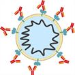A diagram of a viral particle with antibodies attached to surface proteins