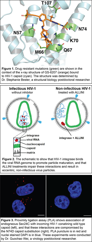 Figures from HIV research