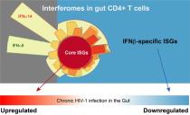 Diagram of interferomes in gut cd4+ T cells