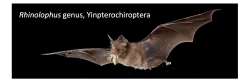Picture of Yinpterochiroptera bat flying