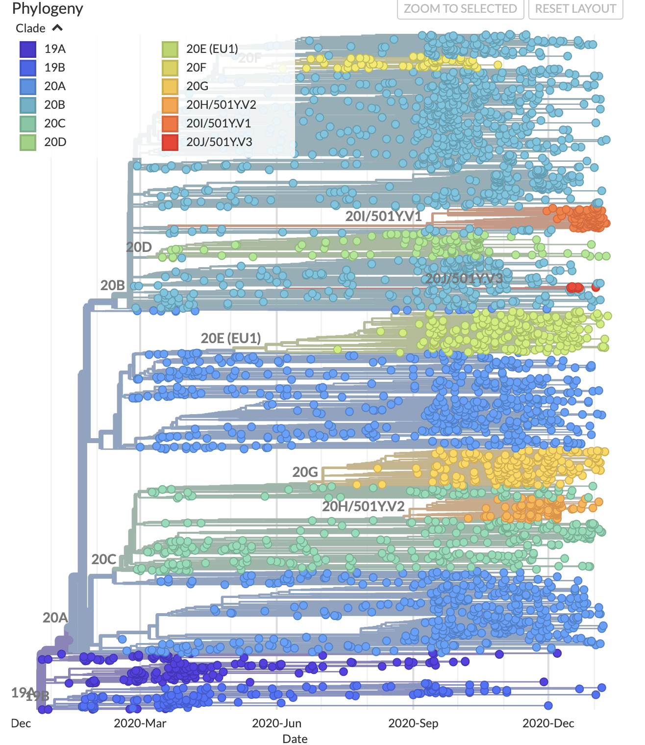 multicolor phylogenetic tree