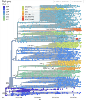 multicolor phylogenetic tree