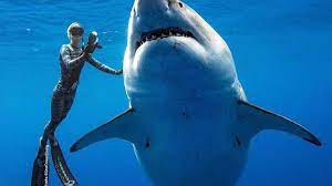 scuba diver touching a shark