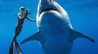 scuba diver touching a shark