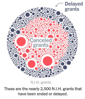 Graphic showing that there are nearly 2,500 NIH grants that have been ended or delayed.