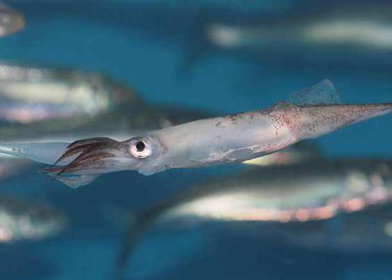common market squid