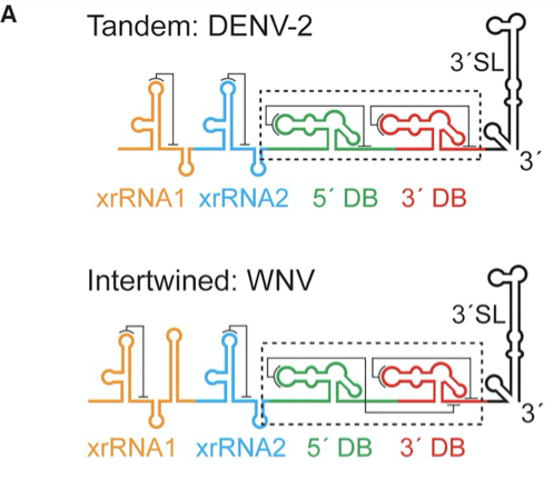 Kieft Highlight Jun 16 2021