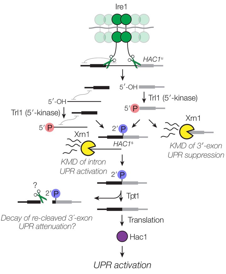 Research Highlights_031619