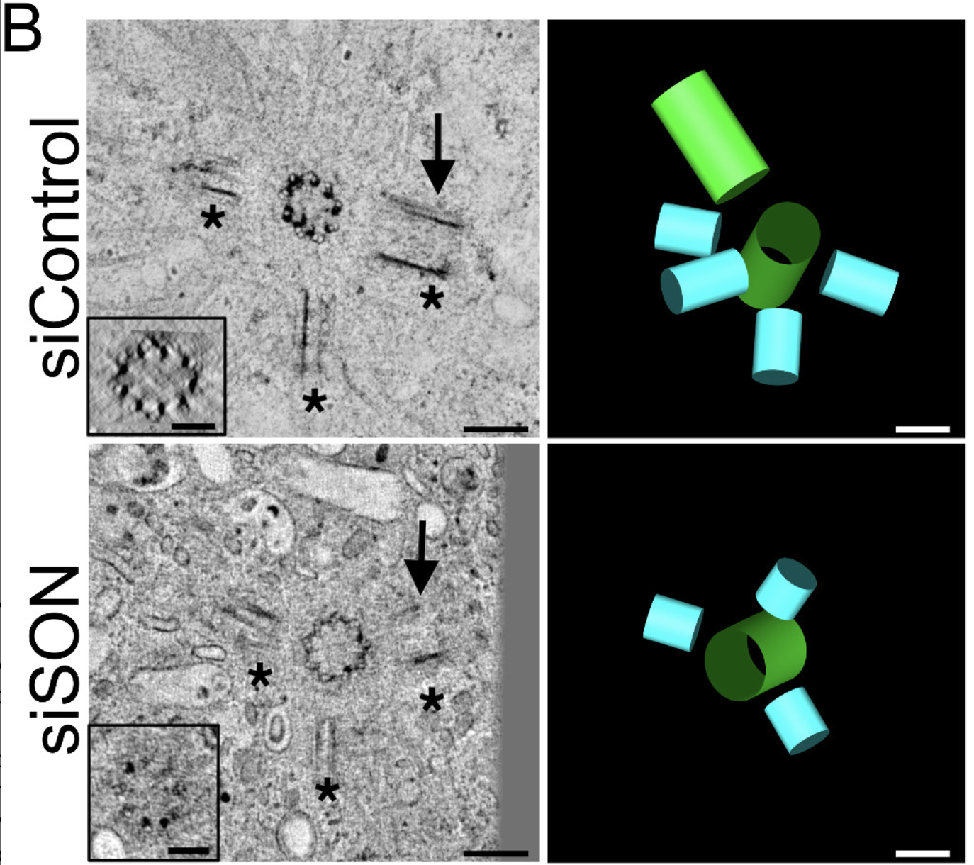 Pearson- October 2021