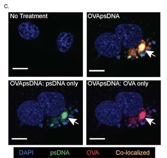Tamburini. Hesselberth