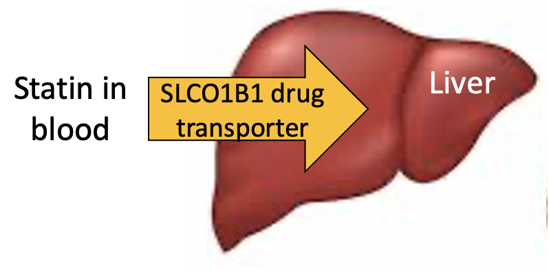 Statins in blood are transported into the liver with SLC01B1 drug transporters